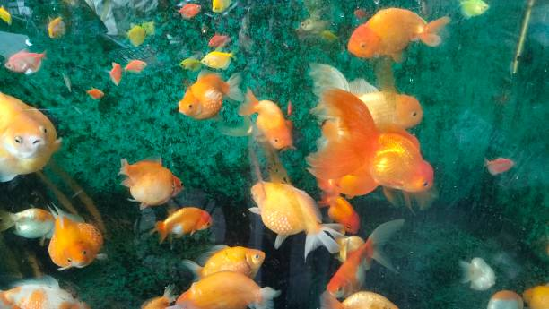 Discovering the Pearlscale Goldfish