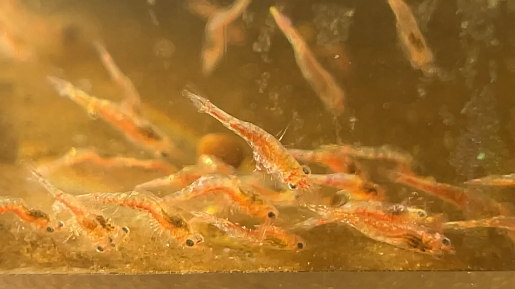 Pictured, Amano Shrimp Larvae