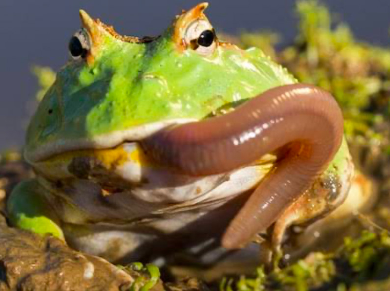 A hungry Horned Frog!