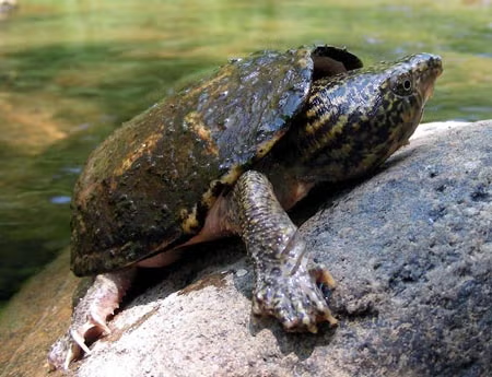 Loggerhead Musk Turtle have a distinctive round head that looks like a log 