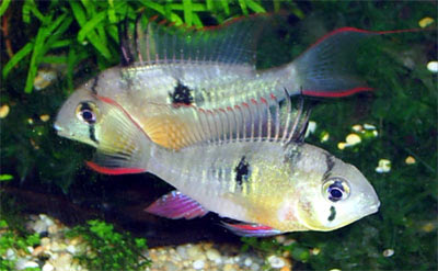 Pictured, a pair of Bolivian Ram fish
