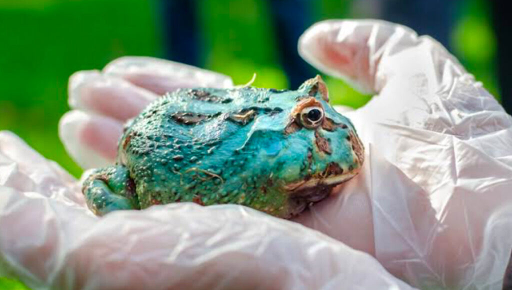 Gloved hands carefully handling a Pacman frog.