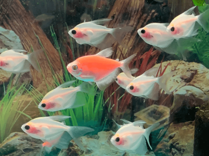 Blushing Skirt Tetra