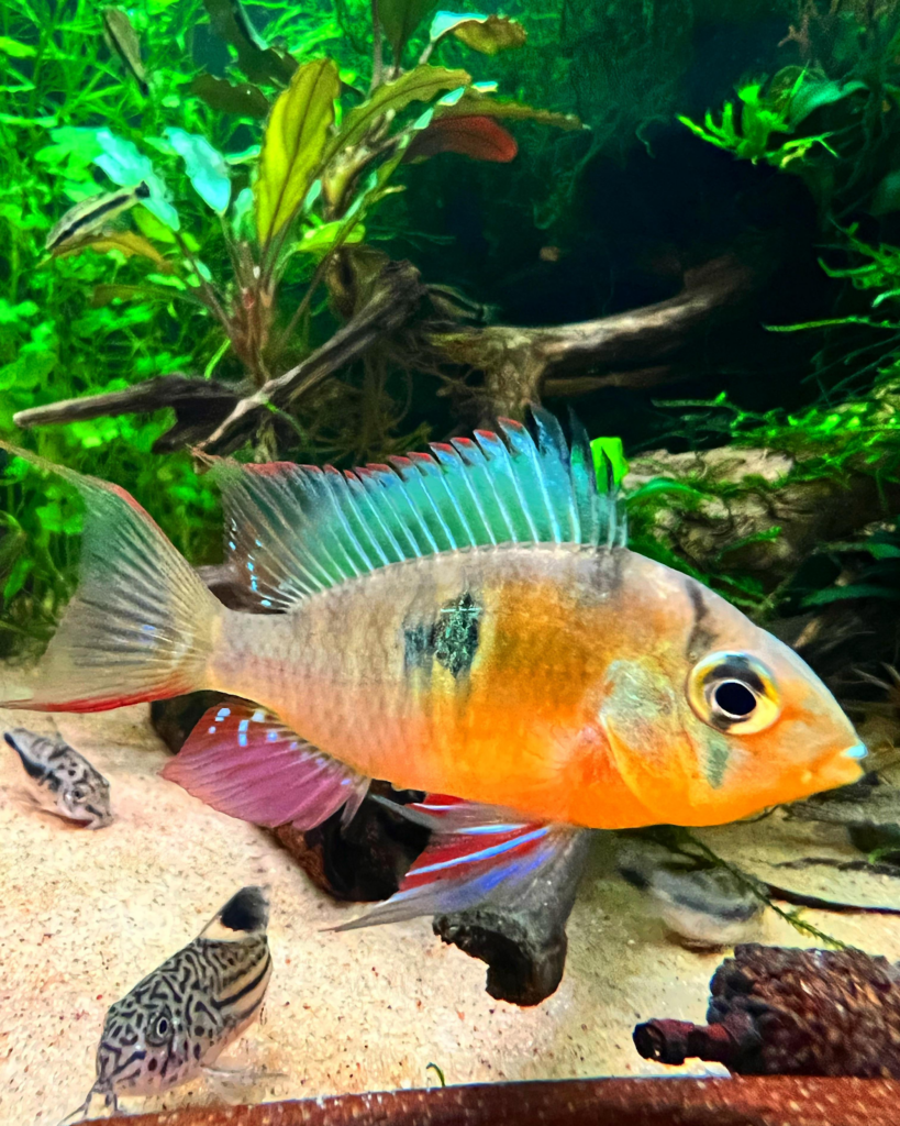 Pictured, a healthy and vibrant Bolivian Ram fish