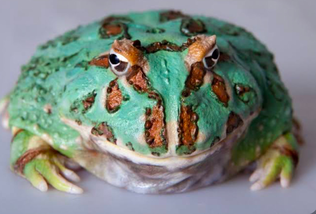 A Pacman frog resting on a white table.