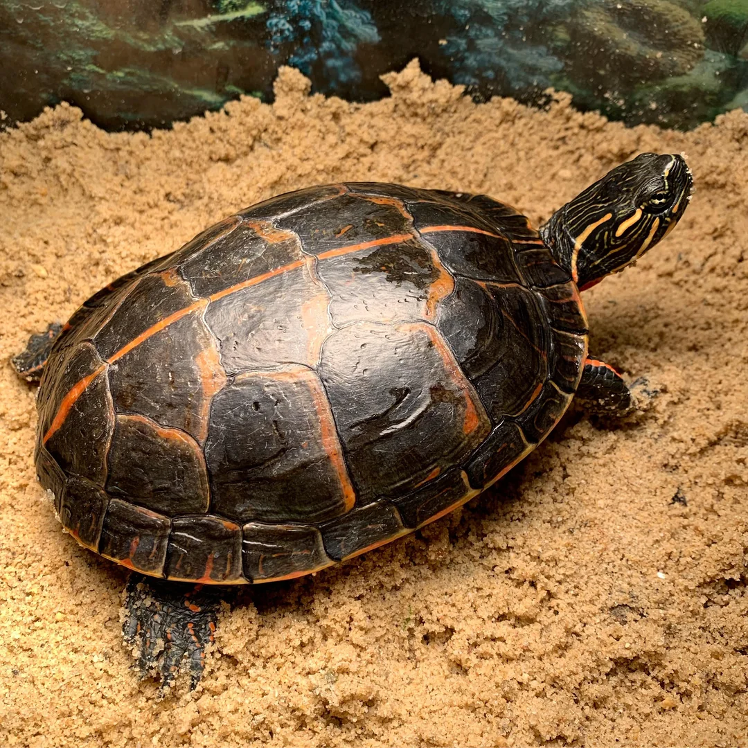 Southern Painted Turtle have a distinct vertical red stripe on their back and around the shell’s edge 