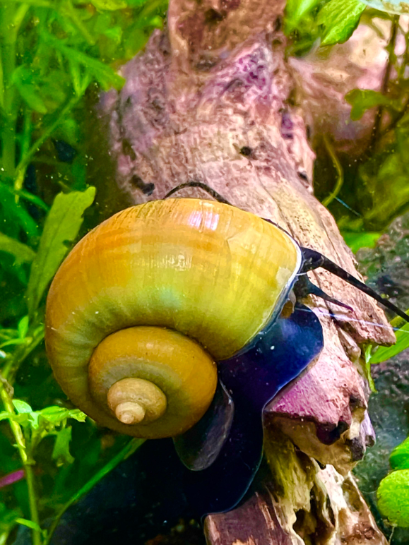 Mystery Snails are a compatible species for Amano Shrimps