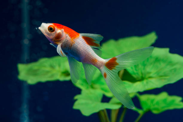 All About the Comet Goldfish - Fish Profile