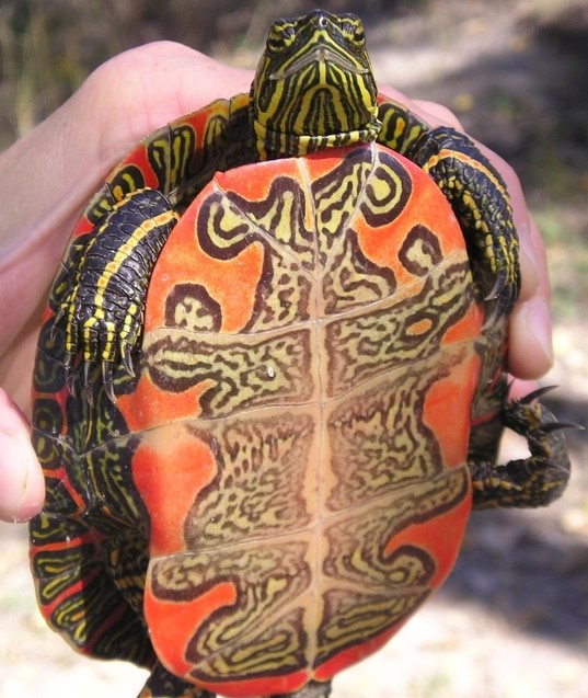 Western Painted Turtles have a colorful patterned underbelly 