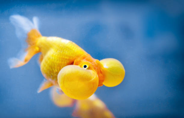 Complete Guide to Bubble Eye Goldfish Care