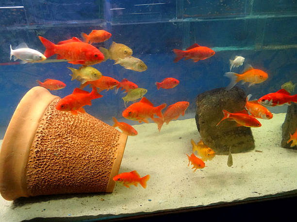 What to feed a comet goldfish?
