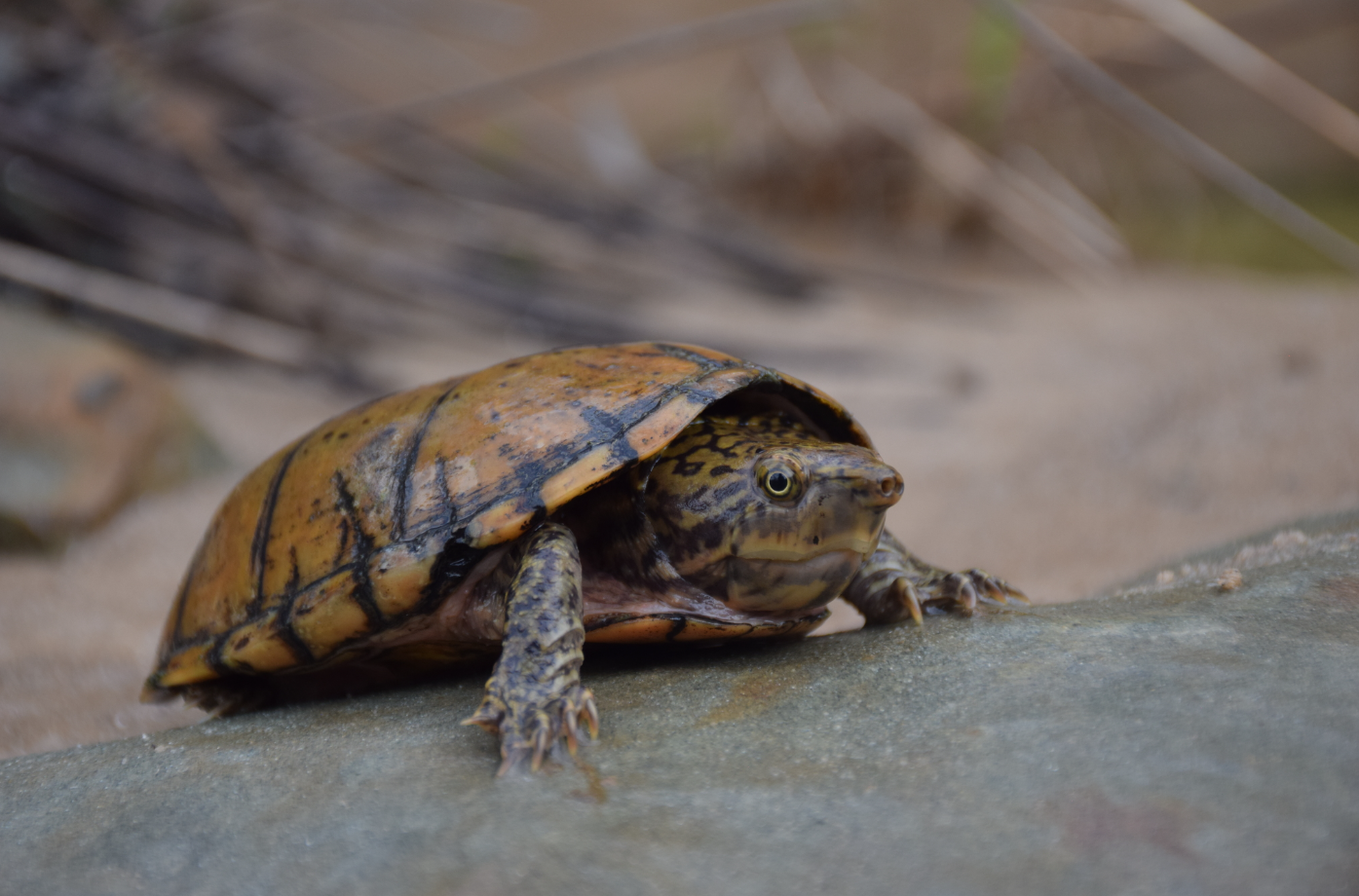 Stripe-necked Musk has light brown stripes on its skin 