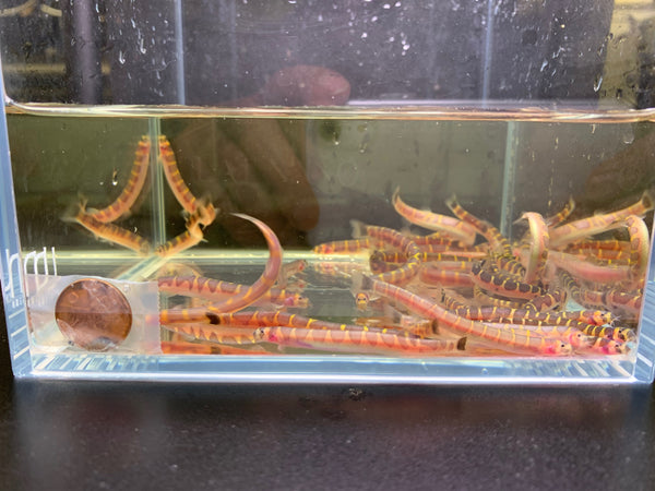 Behavior of Kuhli Loaches towards Other Fish