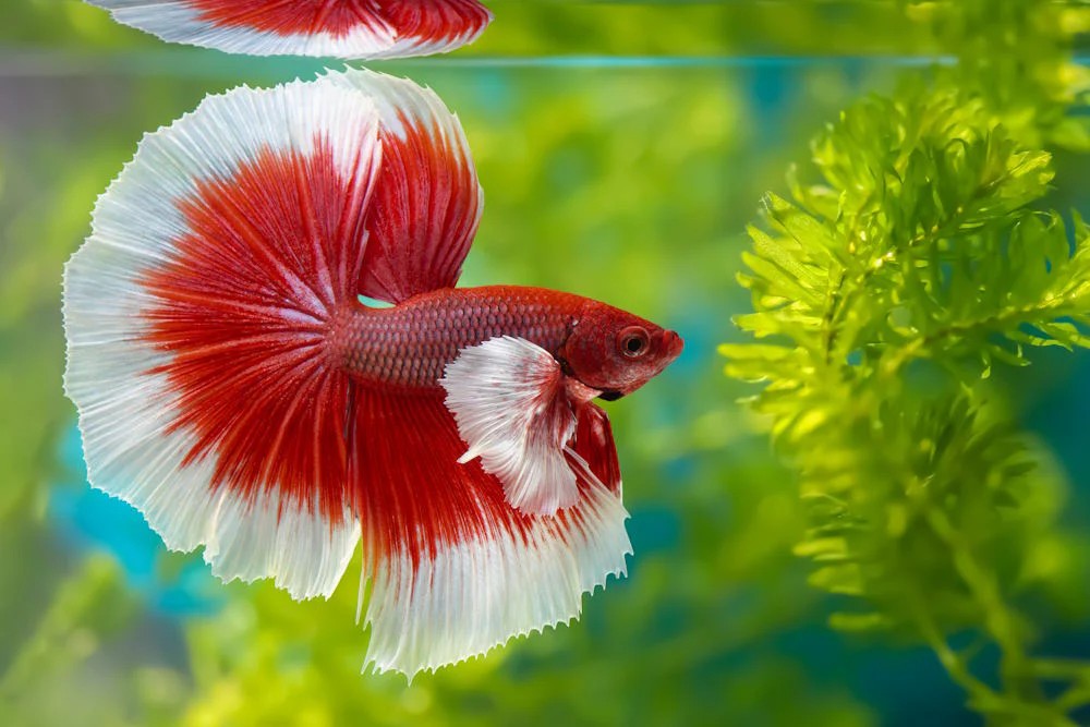 A happy and healthy halfmoon betta fish in its aquascaped tank.