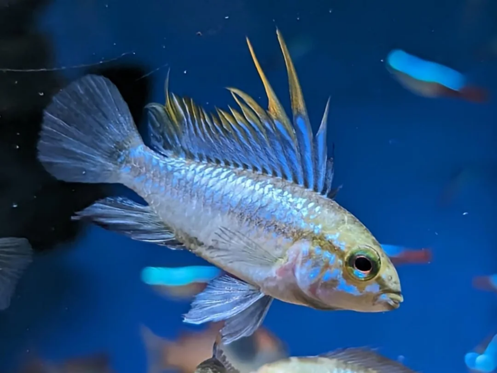 Pictured, is the stunning Apistogramma trifasciata fish swimming around 