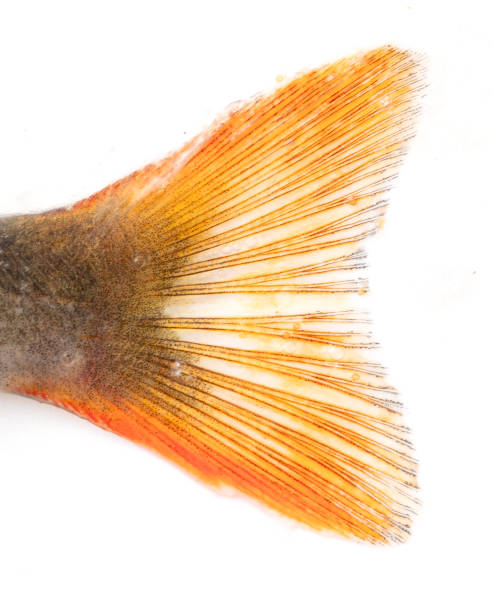Watch out for fin diseases in your comet goldfish 