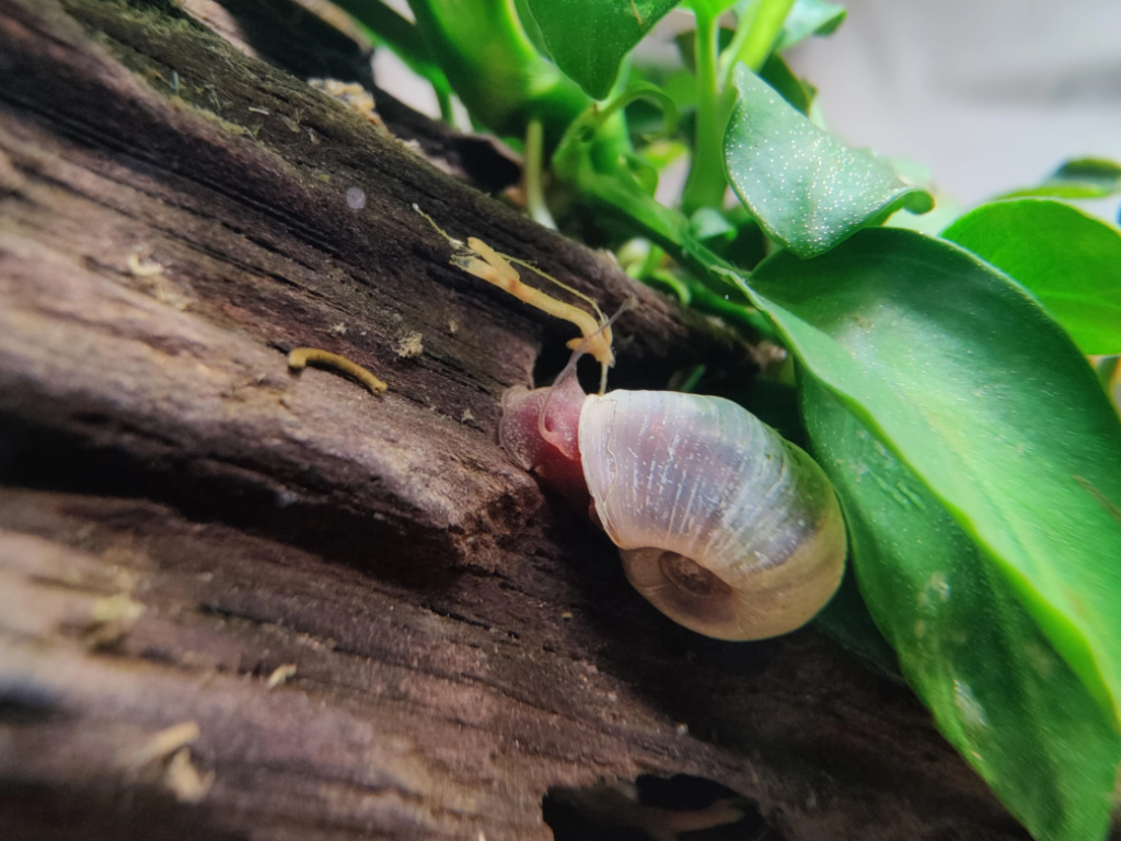 Pink Ramshorn Snail munching its way across driftwood in its planted nano tank