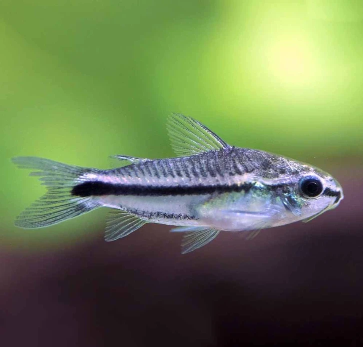 An adorable adult Pygmy Corydoras
