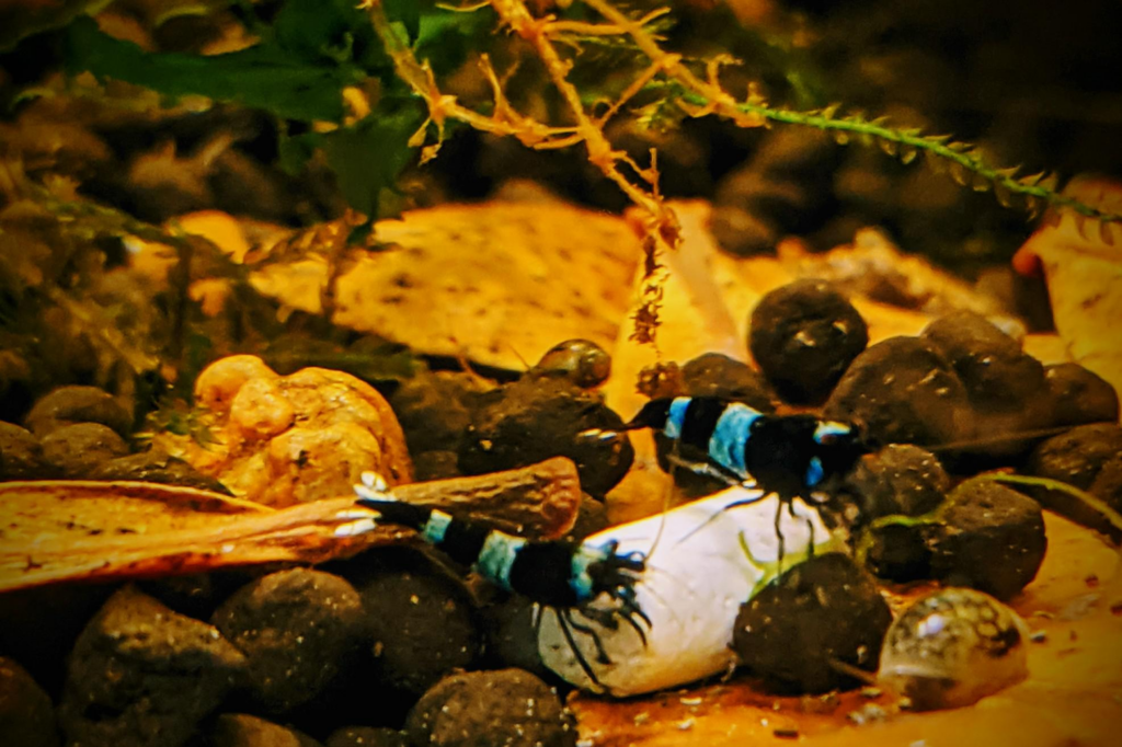 Pictured, Shadow Panda Shrimp in their aquarium