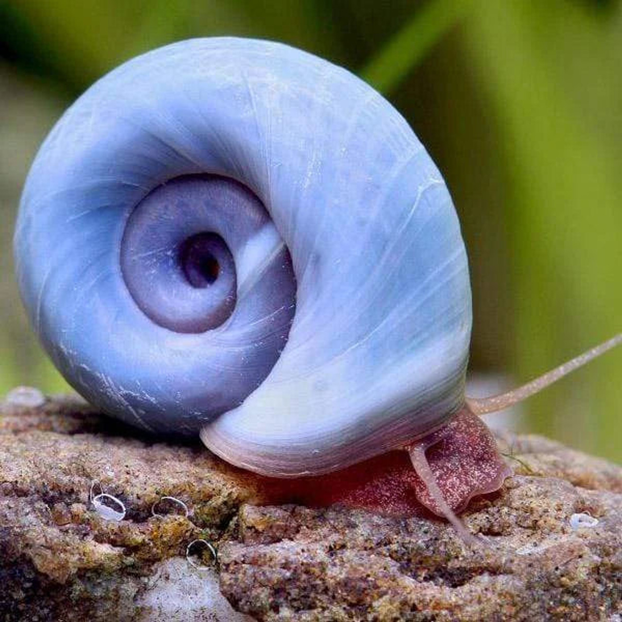 A rare blue Ramshorn Snail on a rock 