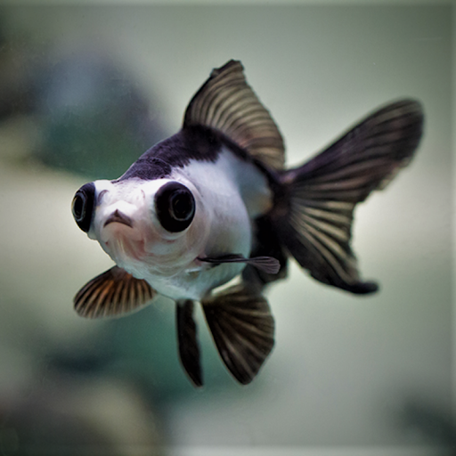 Panda Moor Goldfish Care Guide 