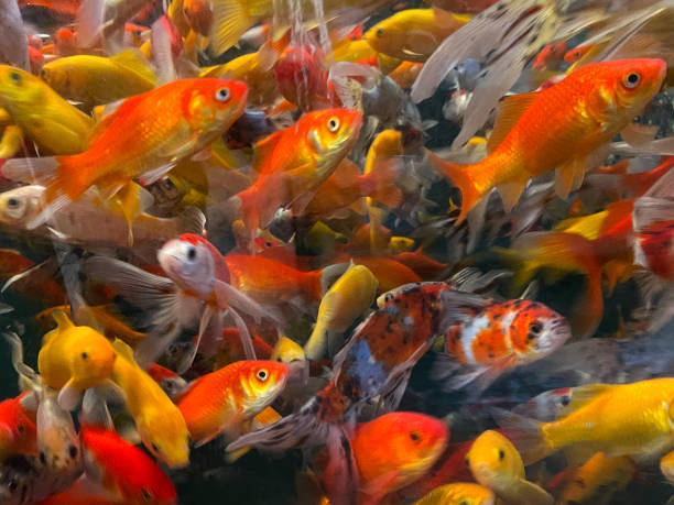 Comet Goldfish are just one of many varieties of goldfish