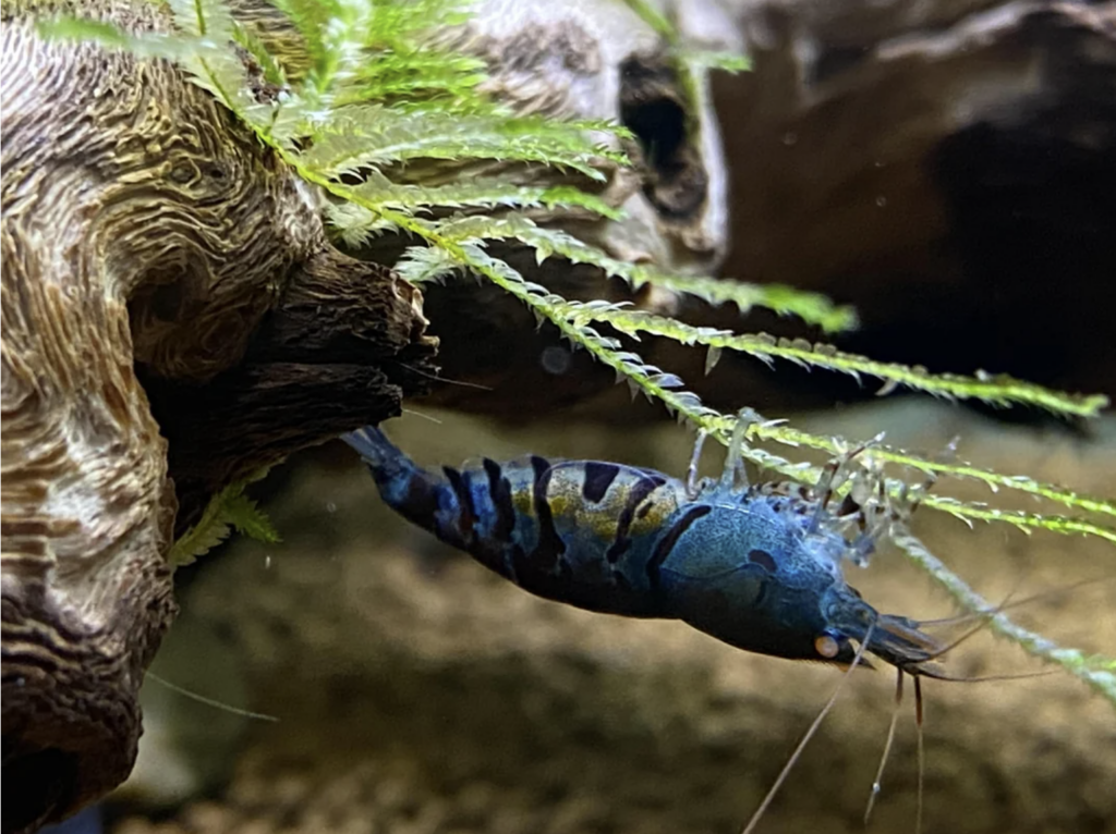 A Pregnant (Berried) Orange Eye Blue Tiger Shrimp