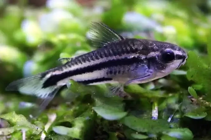 Corydoras Pygmaeus swimming through vegetation 
