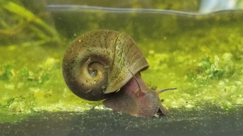 A classic earth-toned Ramshorn Snail 