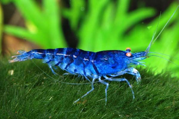A close-up image of an Orange Eye Blue Tiger Shrimp