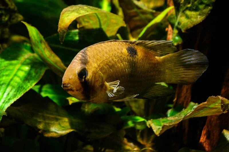 Pictured, is a Cleithracara maronii fish swimming in the tank 