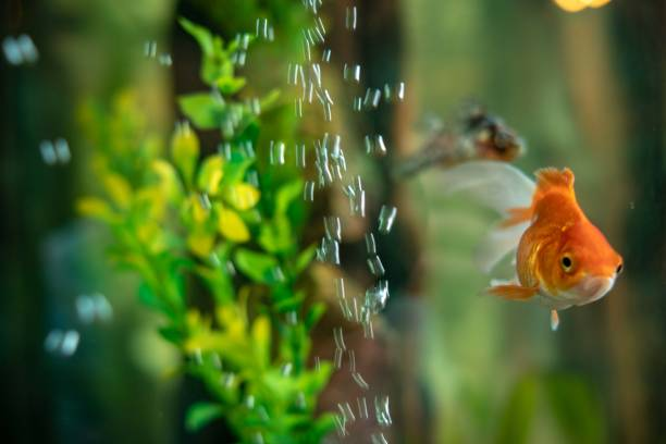 Tips for breeding difficult comet goldfish