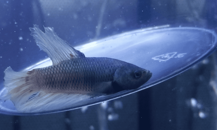So what to do when your fish is dying?