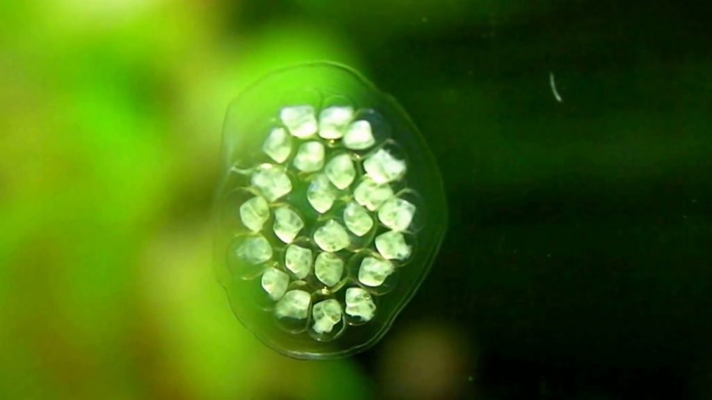 Ramshorn Snail eggs