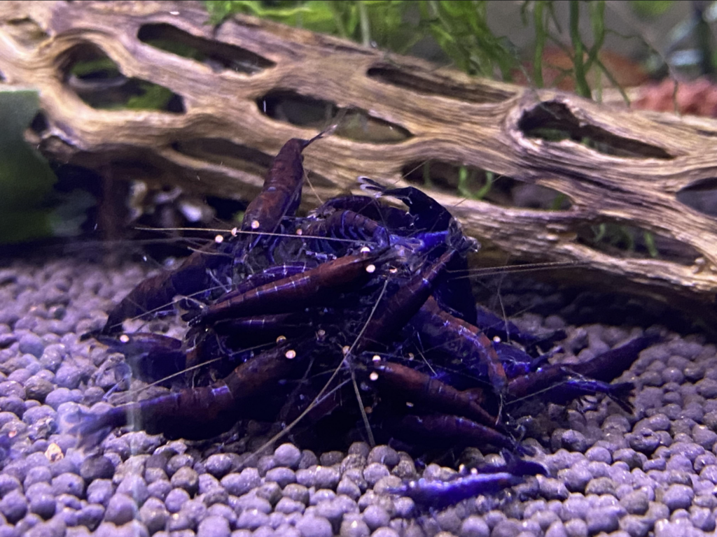 Orange Eye Blue Tiger Shrimp Feeding Frenzy