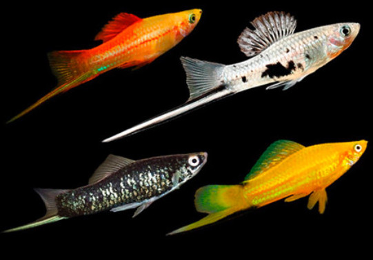 Four swordtails of various colors on a black background.