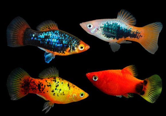 Four Platies of various colorations on a black background.