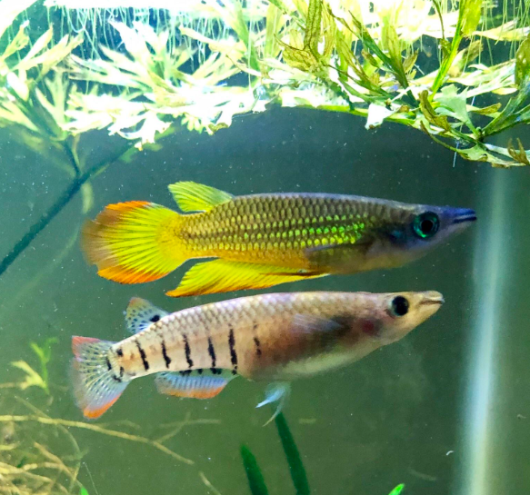 Panchax Breeding Pair in their planted aquarium