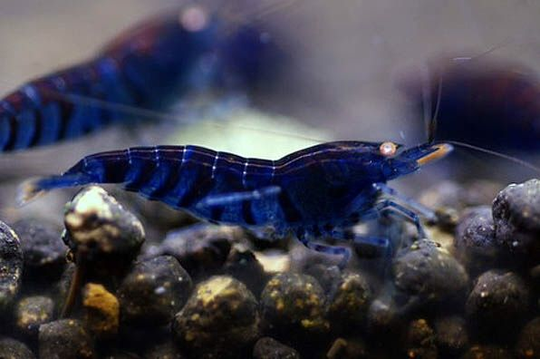 A vibrant Blue colored shrimp resting on dark-colored substrate.