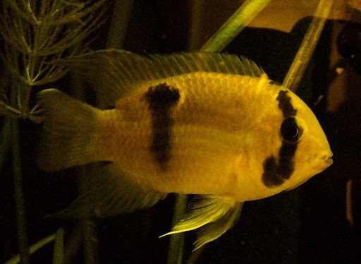 Pictured, is a Keyhole Cichlid with a black marking resembling a skeleton keyhole