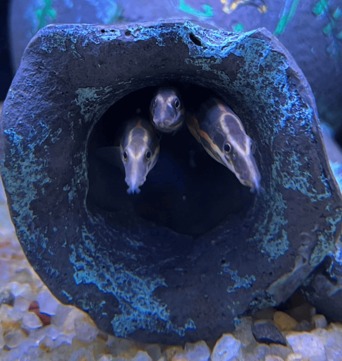 Pictured, Fire Eels in a cozy hiding place