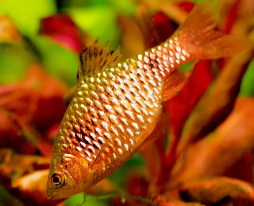 A Rosy barb in the foreground of a well planted tank.