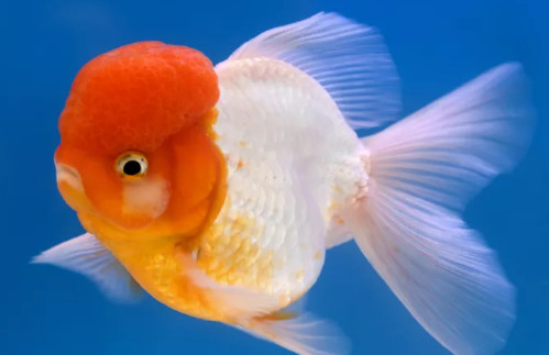 Goldfish
