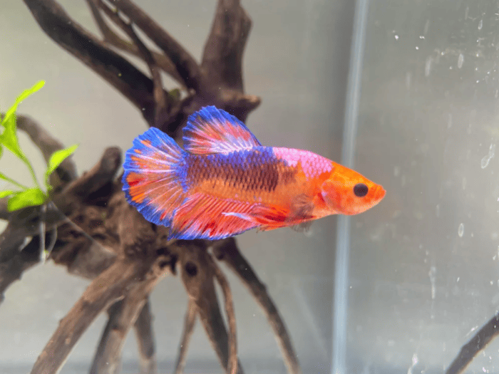 Siamese Fighting fish