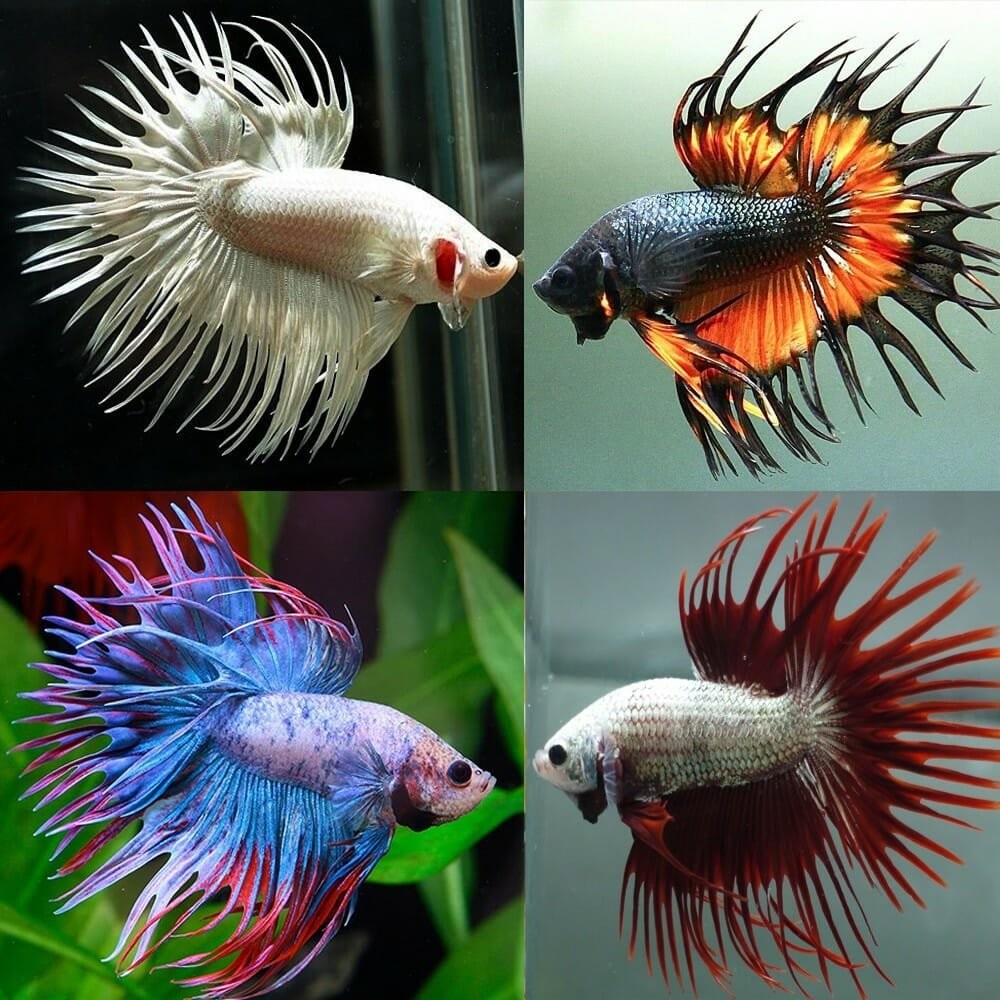 A collage of four different colored Crowntail Betta fish.