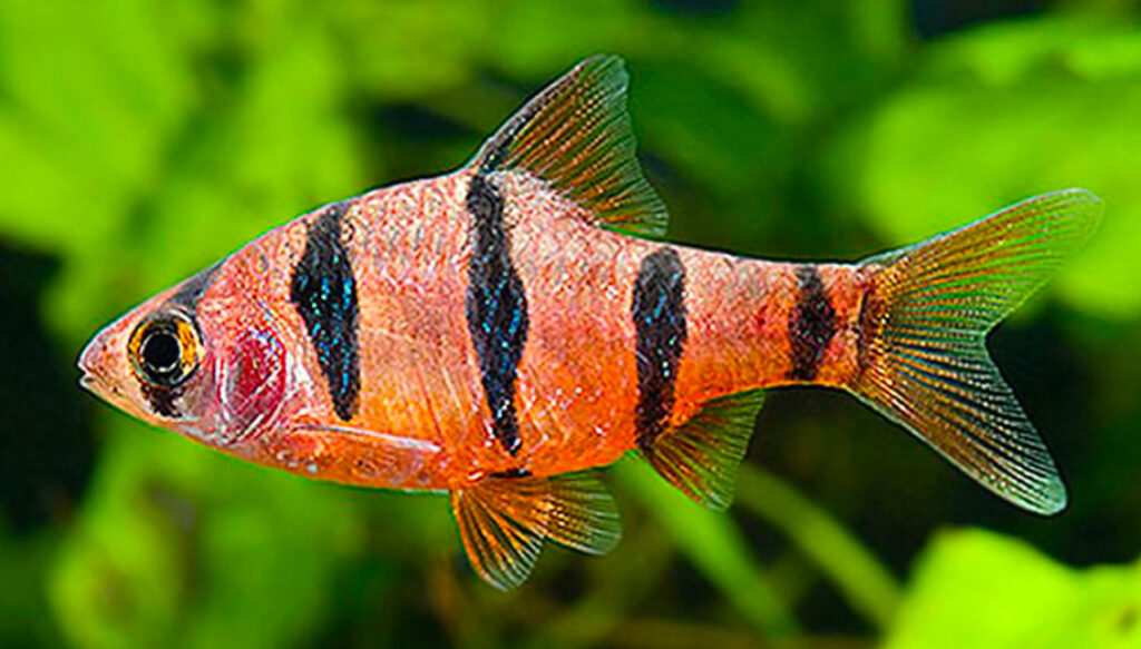 A  Five-Banded Barb in the foreground of a planted tank.