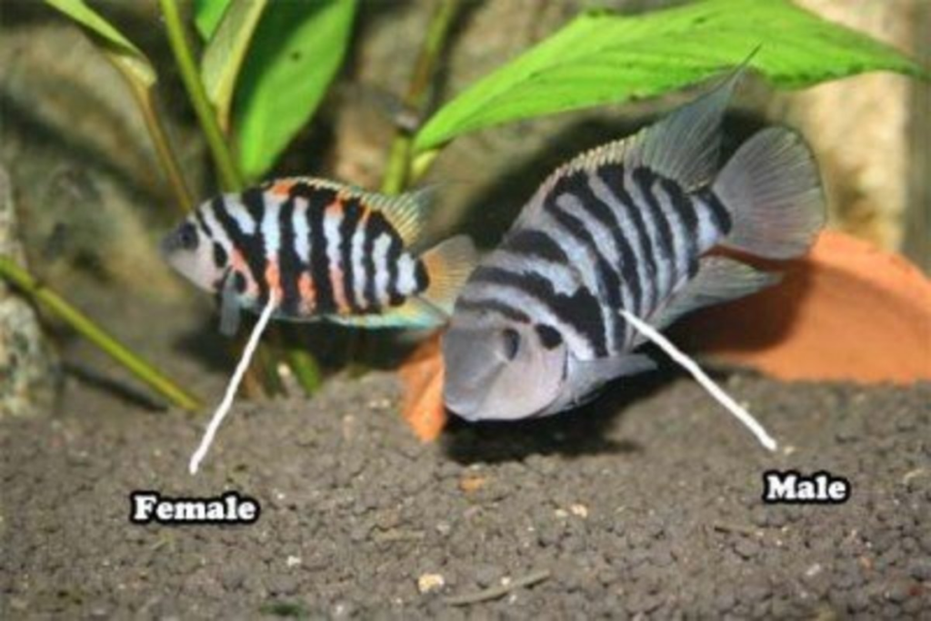 Gender differences between Convict Cichlids