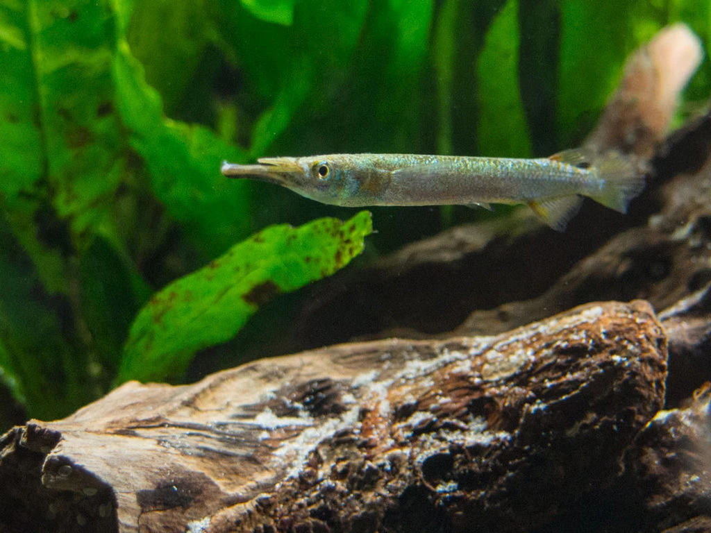 Halfbeak in a planted tank