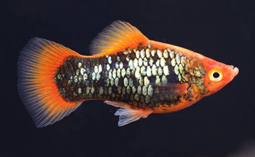 Orange and black Tuxedo Platy.