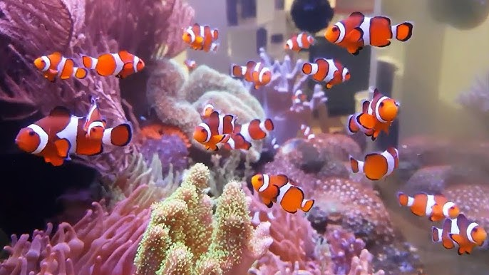 Community of Clownfish in a well aquascaped aquarium